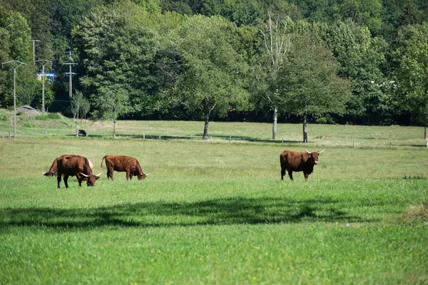 Vista Vacas Marrones Pastando Paisaje Prado —  Fotos de Stock