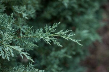 Bahçedeki çitin içinde selvi ağacının dalına yaklaş.