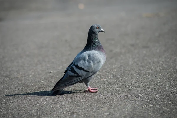길에서 비둘기를 — 스톡 사진