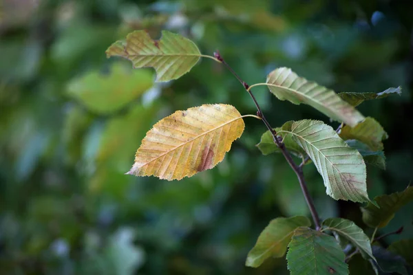Zbliżenie Jesiennych Liści Grabowca Żywopłocie — Zdjęcie stockowe