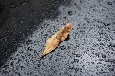 Yağmurlu bir günde siyah arabanın çatısındaki sonbahar yaprağının kapanması