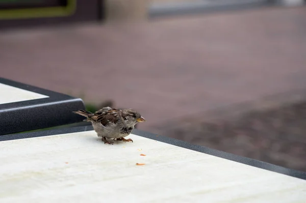 Großaufnahme Eines Sperlings Der Auf Dem Tisch Auf Der Terrasse — Stockfoto