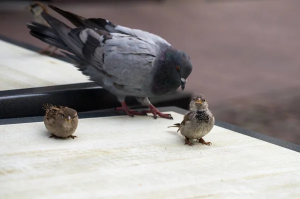 Primer Plano Los Pájaros Pie Sobre Mesa Terraza Calle —  Fotos de Stock