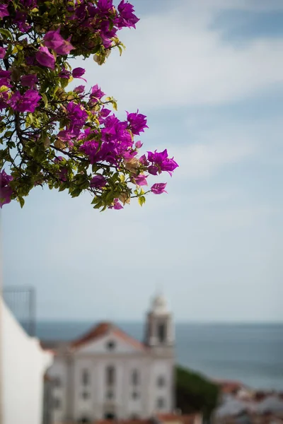 Primer Plano Flores Rosadas Buganvilla Sobre Fondo Paisaje Alfama Lisboa — Foto de Stock