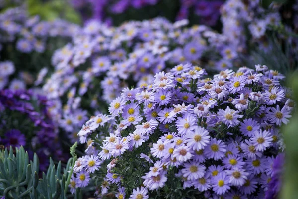 Крупный План Фиолетовых Хризантемумов Саду — стоковое фото