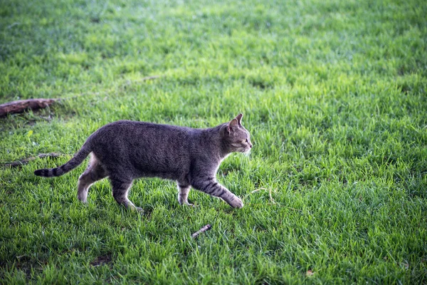 Portrait Stipped Cat Walking Grass Public Garden — Stock Photo, Image