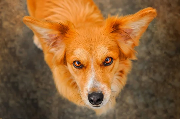 Закройте портрет с интересными эмоциями. Лицо симпатичных оранжевых собак в саду. — стоковое фото