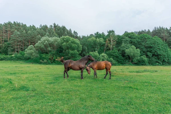 Couple of horse portrait in pasture. Horse communication.