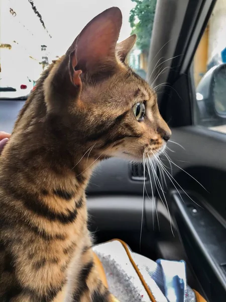 Katze reist im Auto und sitzt auf dem Schoß des Besitzers. Stammbaum, reinrassige Bengalkatze — Stockfoto