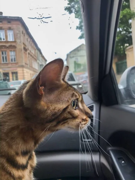 Pedigree, purebred Bengal cat travels in the car and looks through the window.