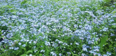 Çayırdaki güzel çiçekler. Myosotis. Bahar çiçekleri.