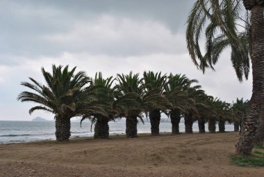 Sonbaharda deniz kumsalı. Sahilde palmiye ağaçları.