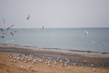 Sonbahar günü kumlu bir sahilde martılar. Kırım. Ukrayna. Martılar kıyı üzerinde uçar.