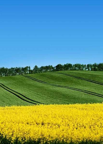 Repce Repce Vagy Káposztarepce Brassica Napus Zöld Mező Dombos Háttér — Stock Fotó