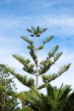Araucaria columnaris ağacı, mavi gökyüzüne karşı norfolk ada çam