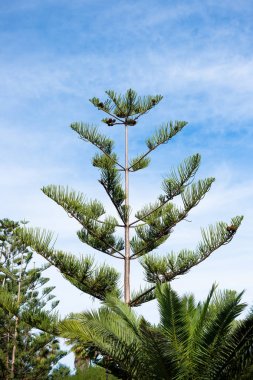 Araucaria columnaris tree, norfolk island pine against blue sky clipart