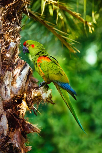 Red Fronted Macaw Ara Portrait Palm Endangered Species — Stock Photo, Image