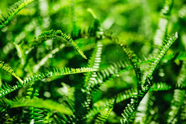 弗恩植物背景 充满活力的绿色新鲜草质与散景和浅多佛 — 图库照片