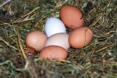 Yuvadaki tavuk yumurtaları. Tavuk yuvası. Yumurtalar yuvada.