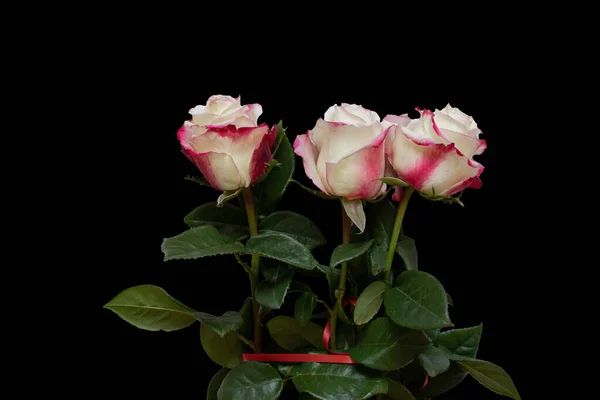 Weiß Rote Rose Mit Grünen Blütenblättern Auf Schwarzem Hintergrund — Stockfoto