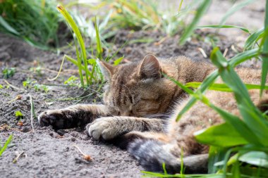 Güzel bir kedi çimlerin üzerinde dinleniyor. Kedi bahçede yatıyor.