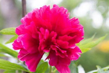 Çiçekçi Paeonia resmi olarak yakın plan. Paeonia officinalis sitede çiçek açtı.