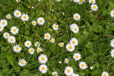 Flower Leucanthemum maksimum yakın çekim. Leucanthemum sitede maksimum çiçek açtı