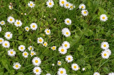 Flower Leucanthemum maksimum yakın çekim. Leucanthemum sitede maksimum çiçek açtı