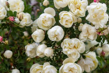 Güzel bir gül buketi yakın plan. Rosa Spinosissima sitede çiçek açmış.