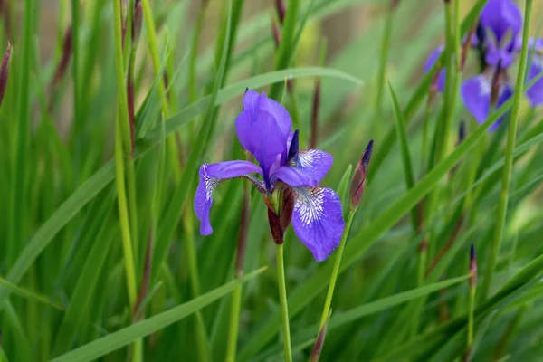 Virág Iris Sibirica Közelkép Iris Sibirica Kivirágzott Oldalon — Stock Fotó