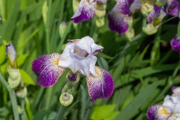 Virág Iris Versicolor Közelkép Iris Versicolor Kivirágzott Oldalon — Stock Fotó
