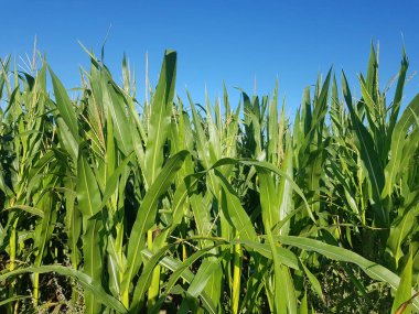 Mısır tarlası. Genç mısırlar tarlada büyüyor. Tarım endüstrisi