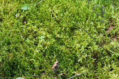 Yosun selaginella kraussiana (kunze). Braun ormanda yetişir.