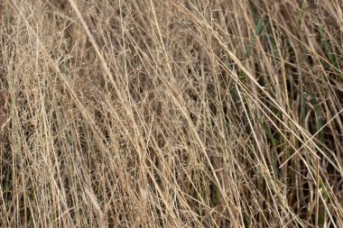 Fotokopi alanı olan bir çayırda Calamagrostis Ground 'un (Calamagrostis epigeios) kuru tüylü panikleri