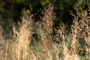 Fotokopi alanı olan bir çayırda Calamagrostis Ground 'un (Calamagrostis epigeios) kuru tüylü panikleri