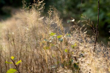 Fotokopi alanı olan bir çayırda Calamagrostis Ground 'un (Calamagrostis epigeios) kuru tüylü panikleri