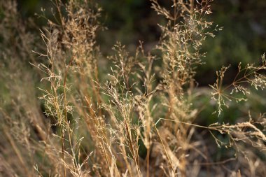 Fotokopi alanı olan bir çayırda Calamagrostis Ground 'un (Calamagrostis epigeios) kuru tüylü panikleri