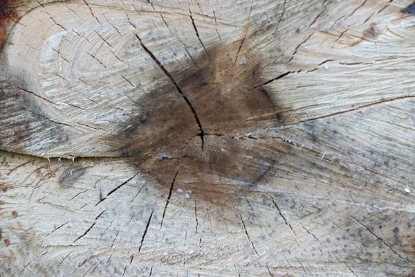 Detailed view of a felled tree trunk in the forest. Background of a felled tree trunk, stump texture