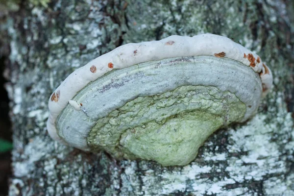 Polyporales Mantarı Huş Ağacının Gövdesinde Yetişir — Stok fotoğraf