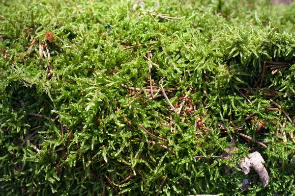 Muschio Selaginella Kraussiana Kunze Braun Cresce Nella Foresta — Foto Stock