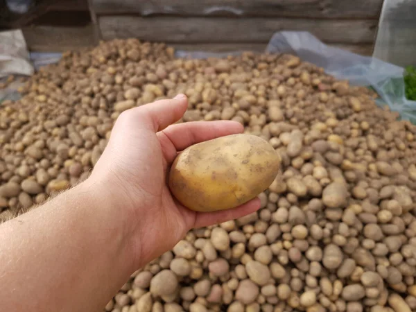 Hou Aardappelen Handen Verzamelen Van Aardappeloogst — Stockfoto