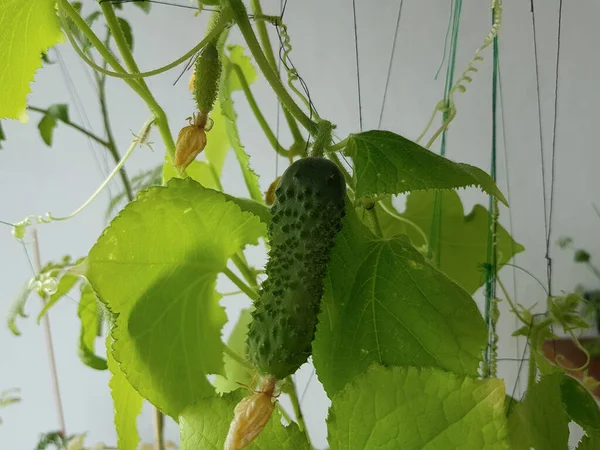 Hogar Huerta Cultivando Pepinos Balcón Pepino Balcón — Foto de Stock