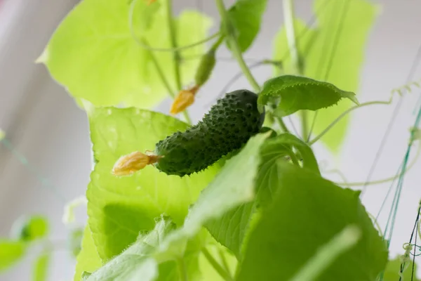 Hogar Huerta Cultivando Pepinos Balcón Pepino Balcón —  Fotos de Stock