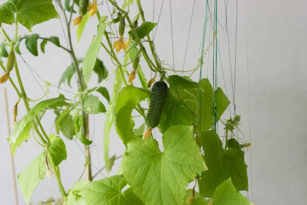 Σπίτι Λαχανόκηπος Καλλιεργούν Αγγούρια Στο Μπαλκόνι Αγγούρι Μπαλκόνι — Φωτογραφία Αρχείου
