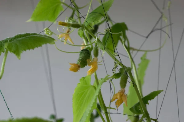 Hogar Huerta Cultivando Pepinos Balcón Pepino Balcón —  Fotos de Stock