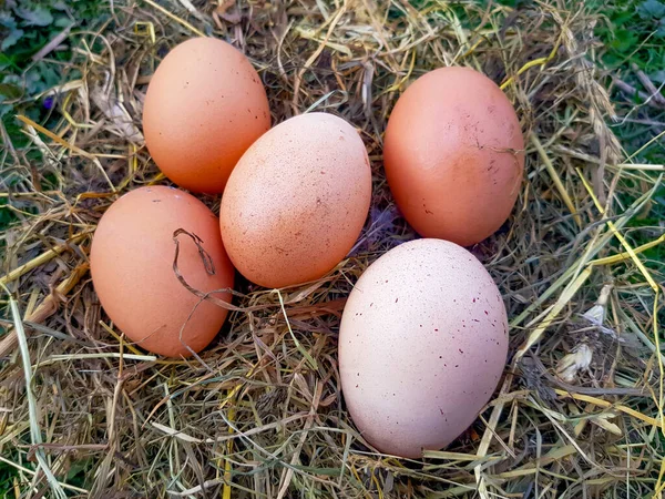 Chicken Eggs Nest Chicken Nest Eggs Nest — Stock Photo, Image