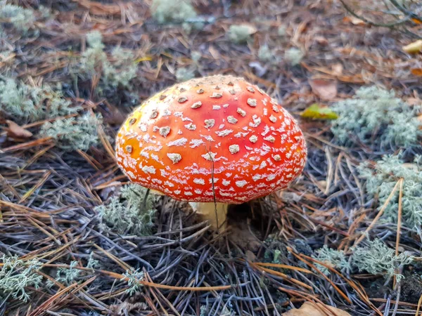 Hermosa Mosca Roja Agárica Madurada Bosque Mosca Roja Agárica Con — Foto de Stock