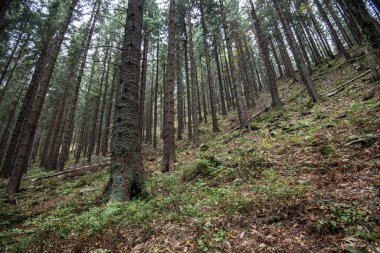 Beskid dağlarındaki Babia Gora Ulusal Parkı Polonya