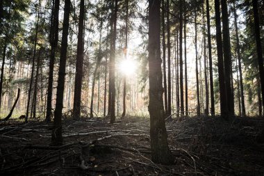 Silesia Polonya 'daki orman ağaçlarındaki güneş ışınları