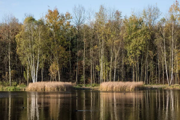 Drzewa Leśne Silesia Polska — Zdjęcie stockowe